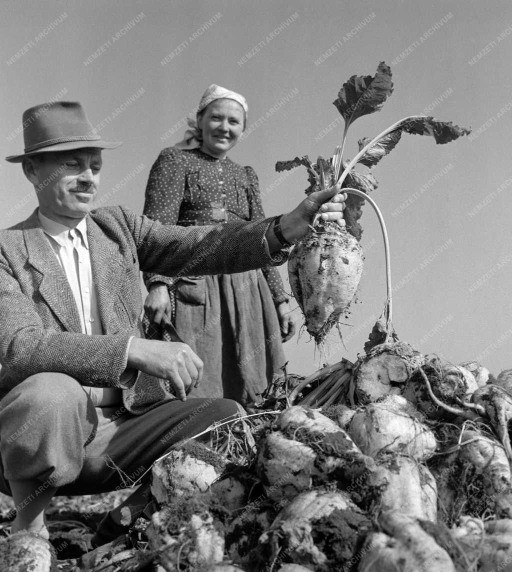 Mezőgazdaság - Cukorrépa termesztés