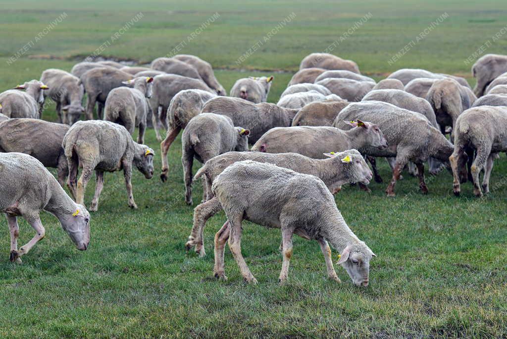 Mezőgazdaság - Kezdődik a legeltetési szezon Hortobágyon
