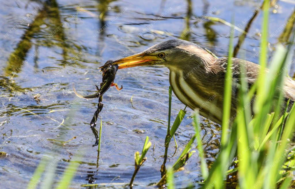 Természet - Budapest - Törpegém