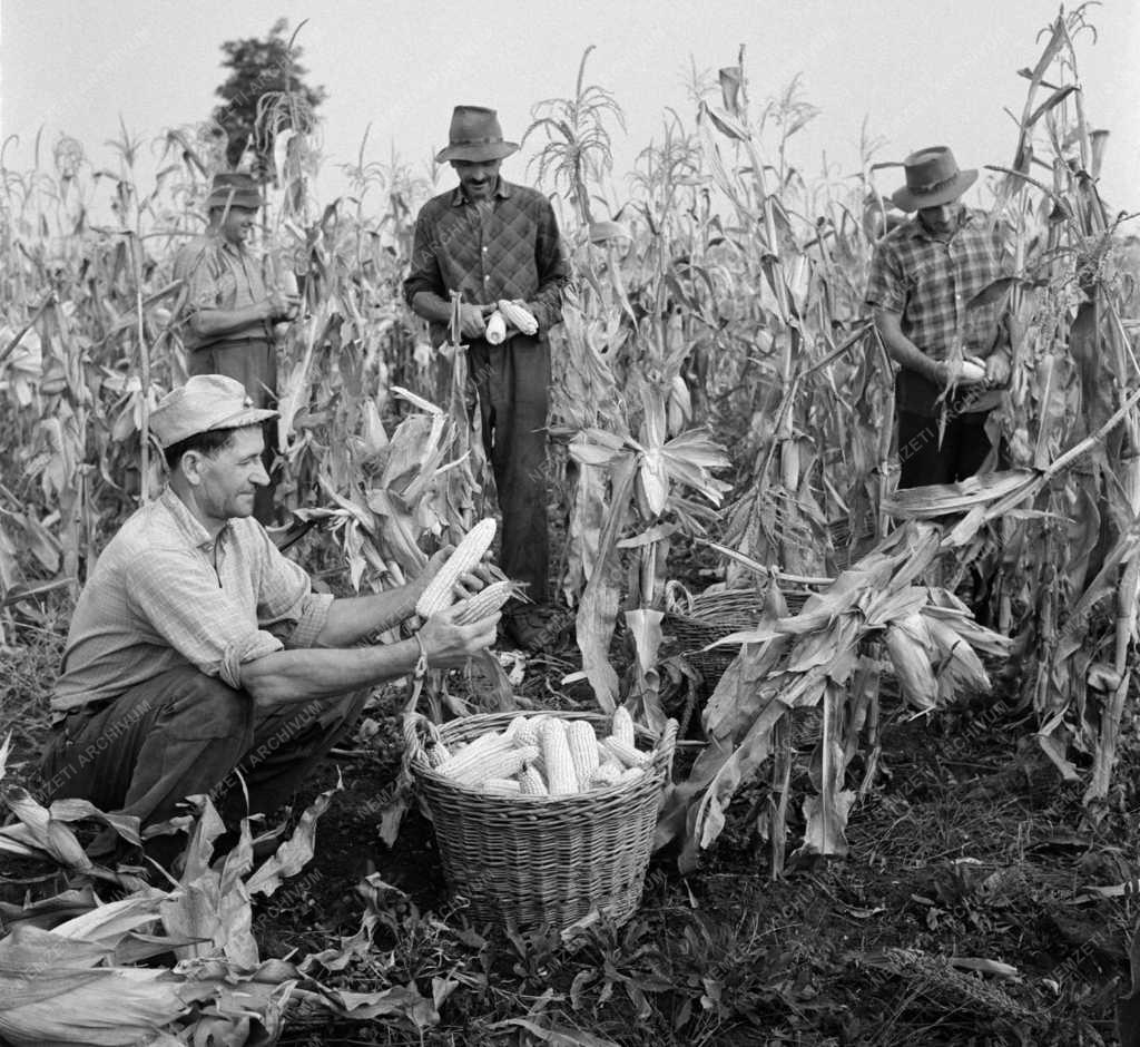 Mezőgazdaság - Törik a kukoricát az abonyi József Attila Tsz-ben