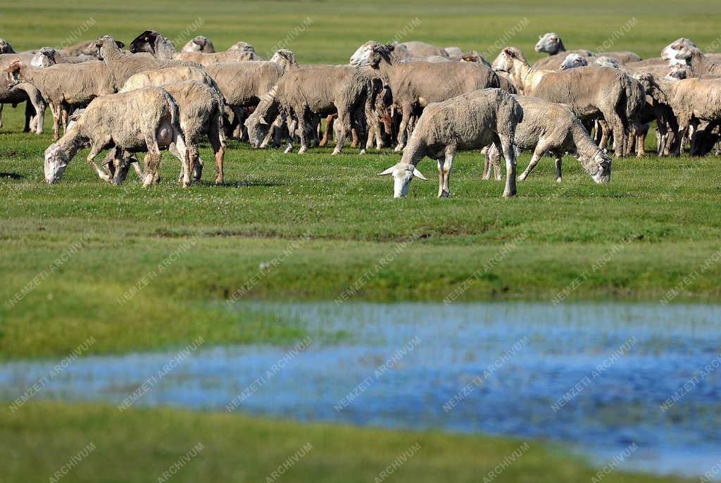 Állattenyésztés - Hortobágy - Megkezdődött a legeltetés 
