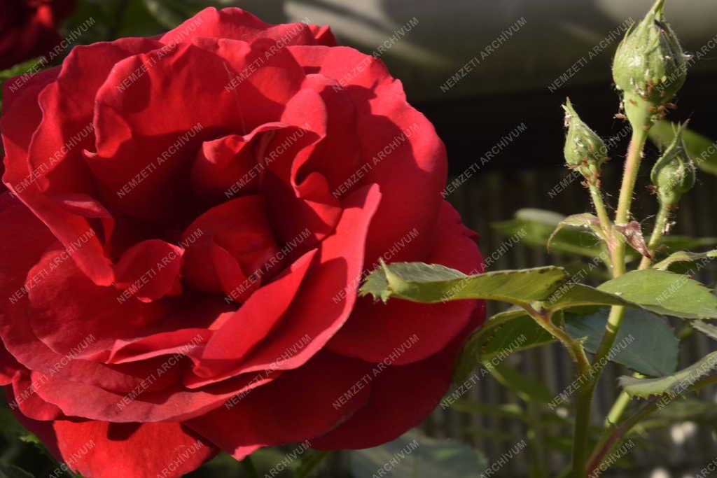 Természet – Növény - Futórózsa