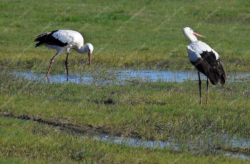 Természet - Hortobágy - Megjöttek a gólyák a Hortobágyra