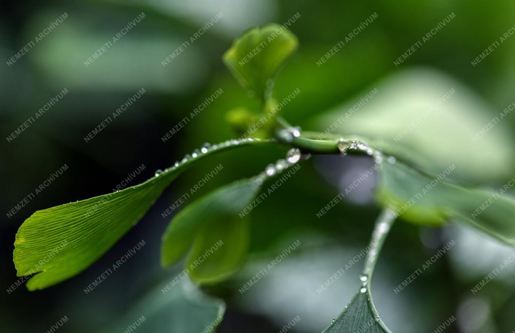 Természet - Időjárás - Esőcseppek a páfrányfenyő levelén