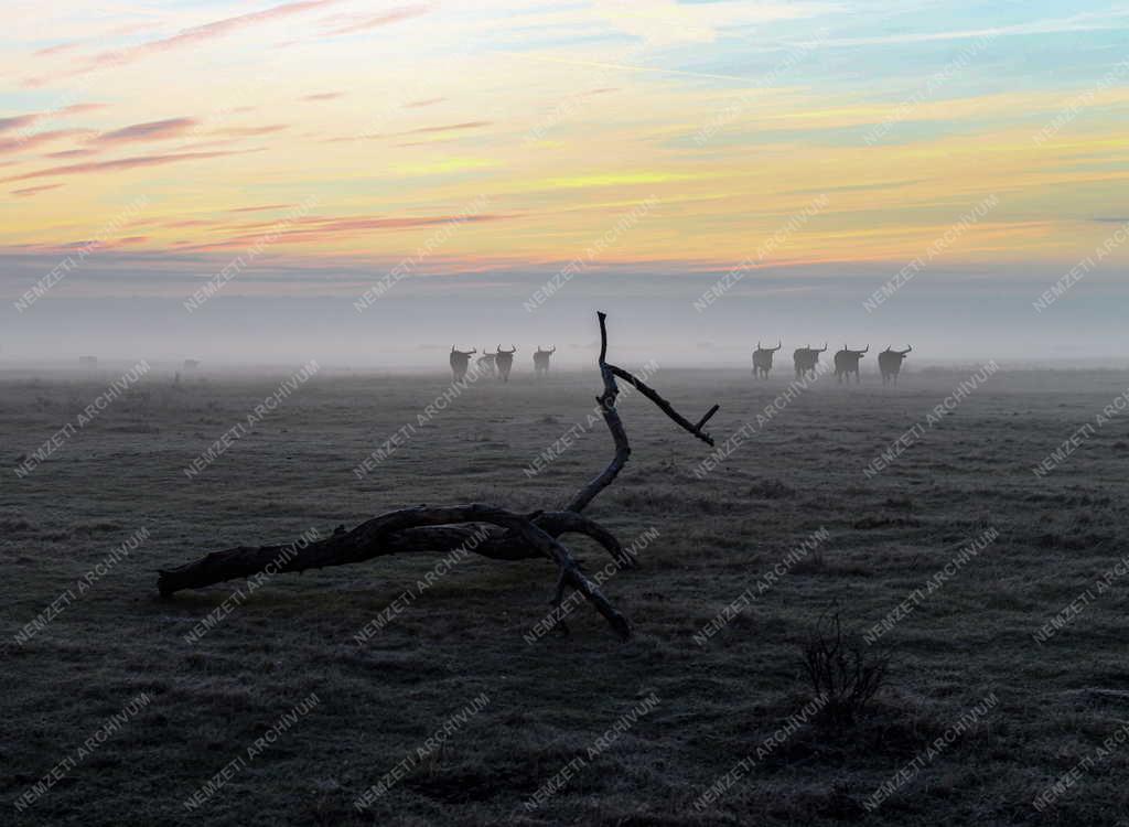 Tájkép - Természet - Ősz a Hortobágyon