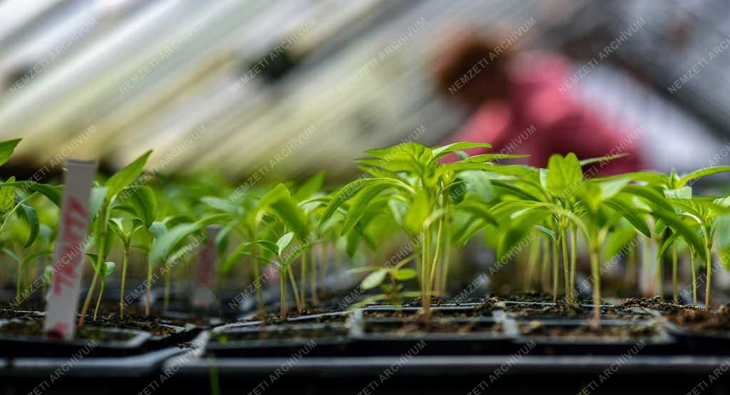 Mezőgazdaság - Primőr zöldségtermesztés