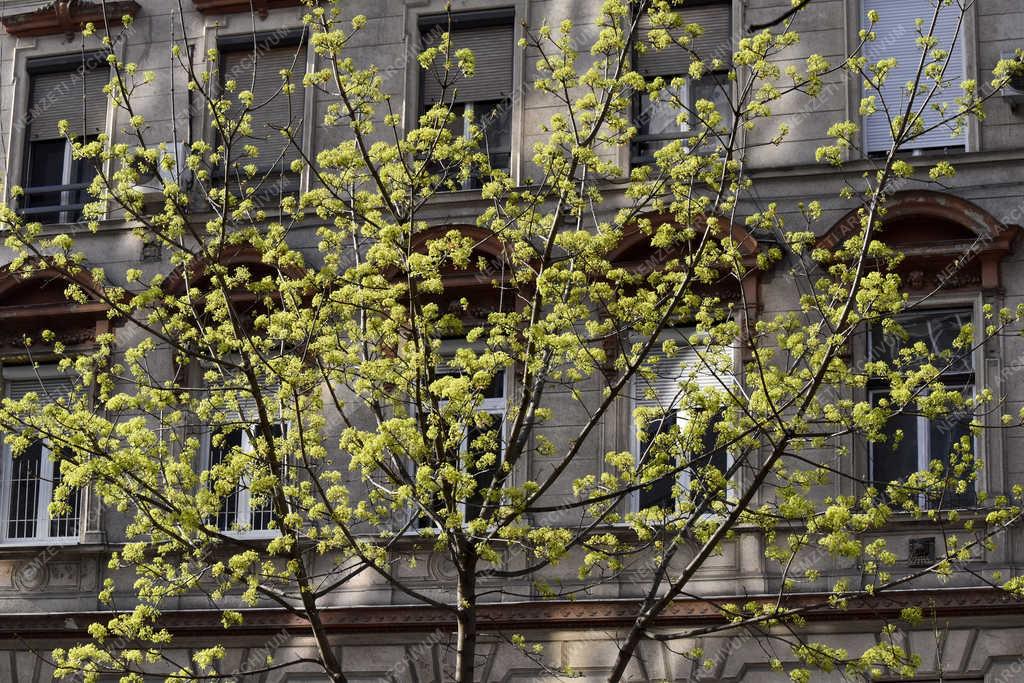 Természet - Budapest - Virágzó fa egy bérház előtt 