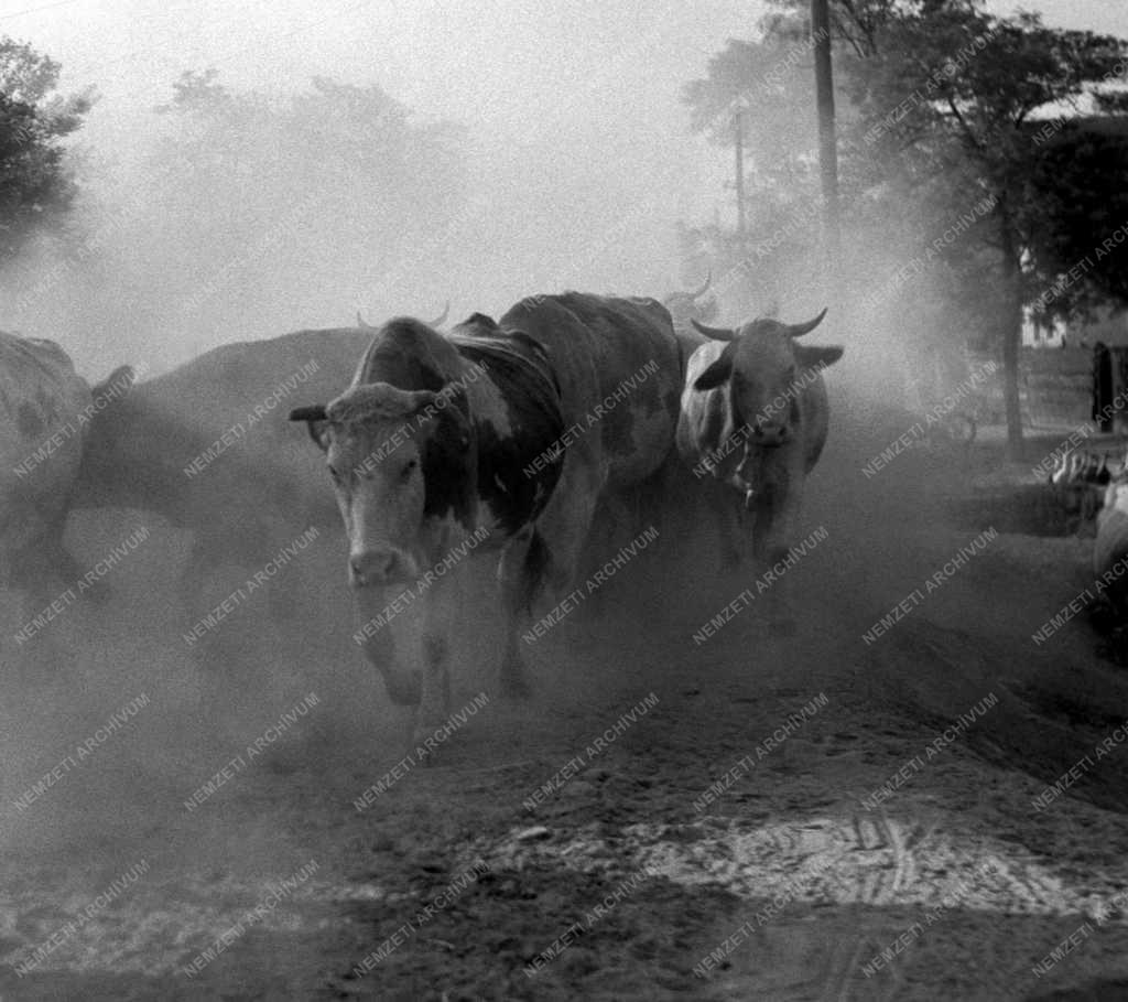 Állattenyésztés - Marhacsorda