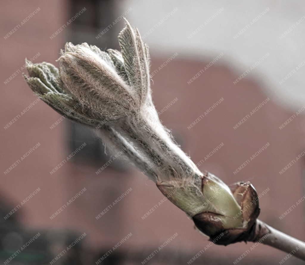 Természet - Vadgesztenye rügyfakadás