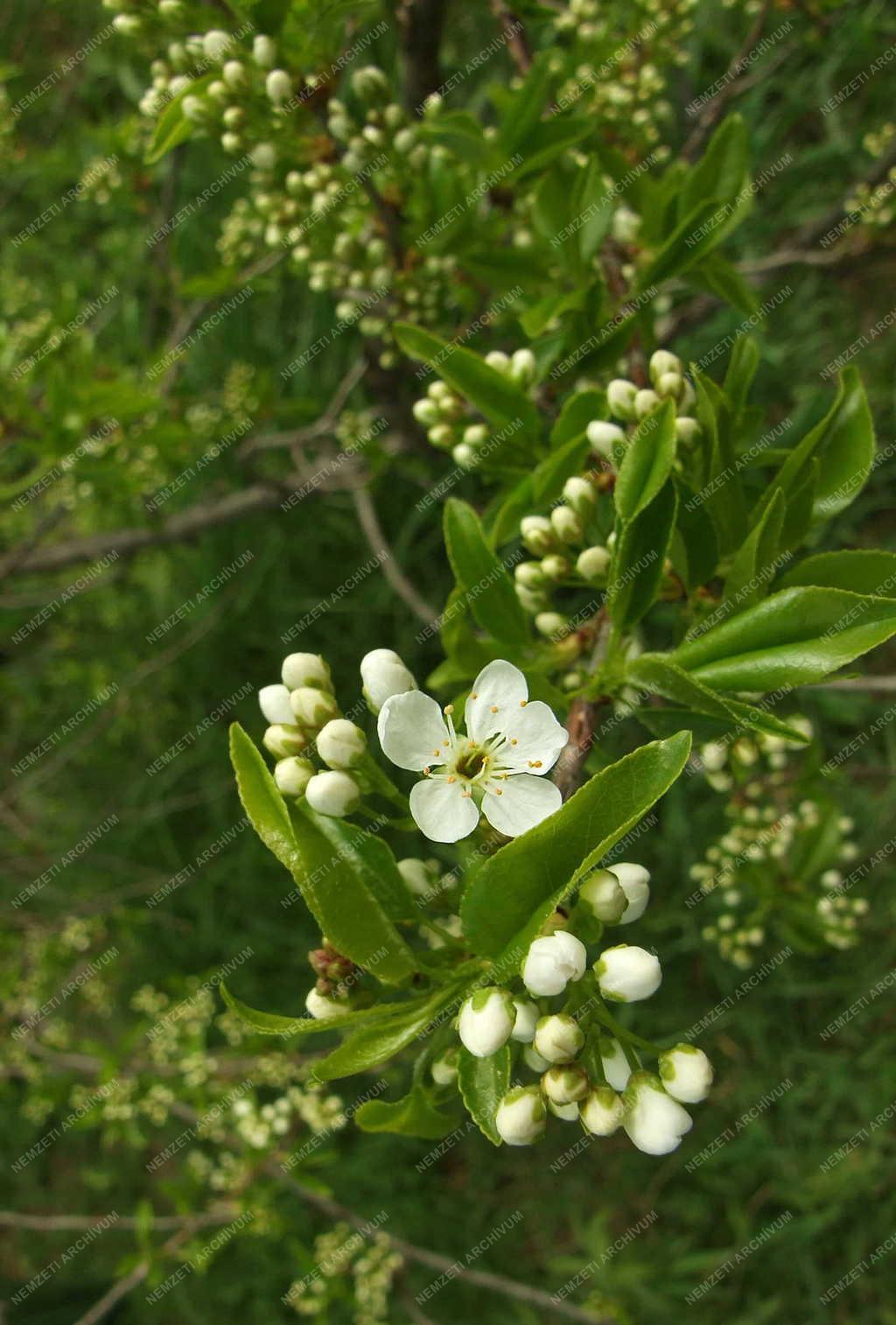 Természet - Cserje - Virágzik a kökény