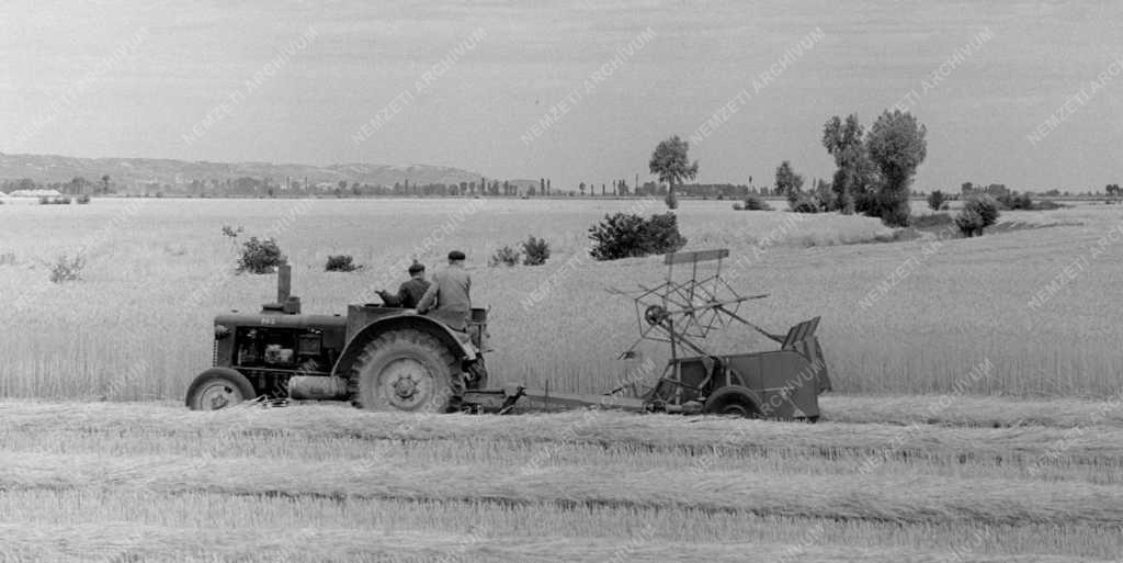 Mezőgazdaság - Aratás a Szekszárdi Állami Gazdaságban