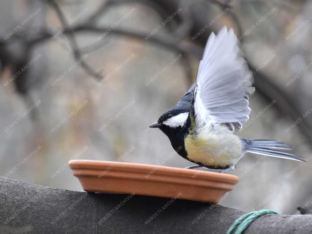 Természet - Budapest - Széncinege