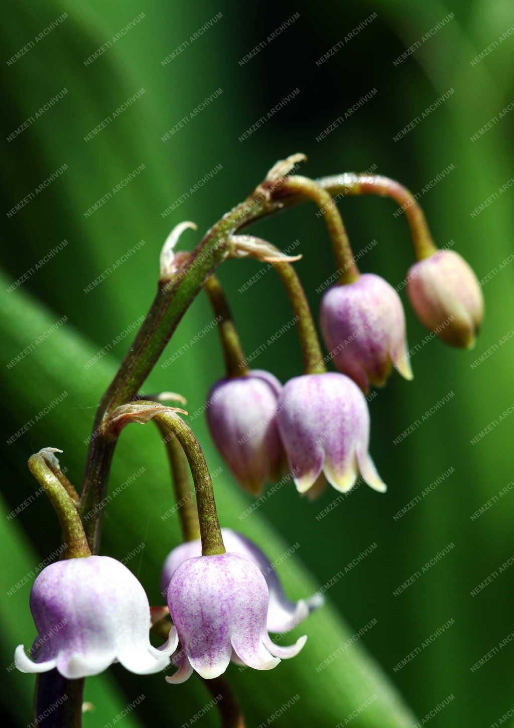Természet - Virág - Gyöngyvirág