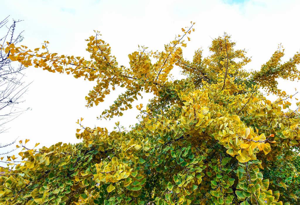 Természet - Debrecen - A páfrányfenyő utolsó levelei