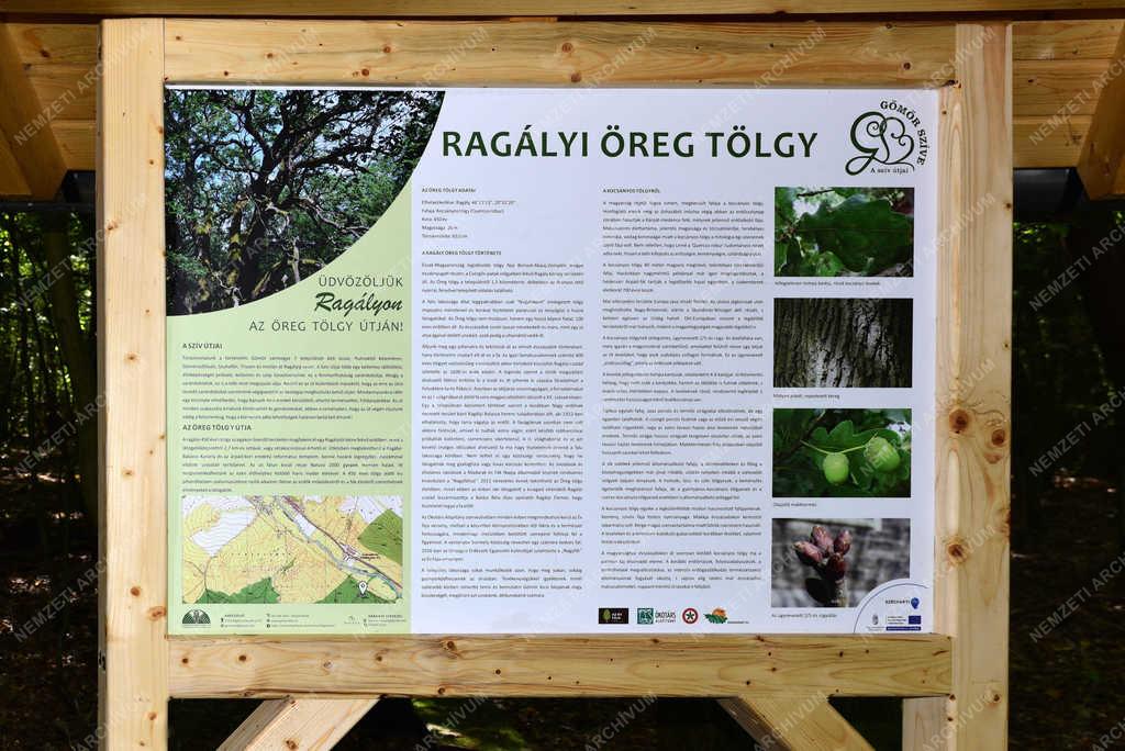 Természet - Ragály - 400 éves tölgy