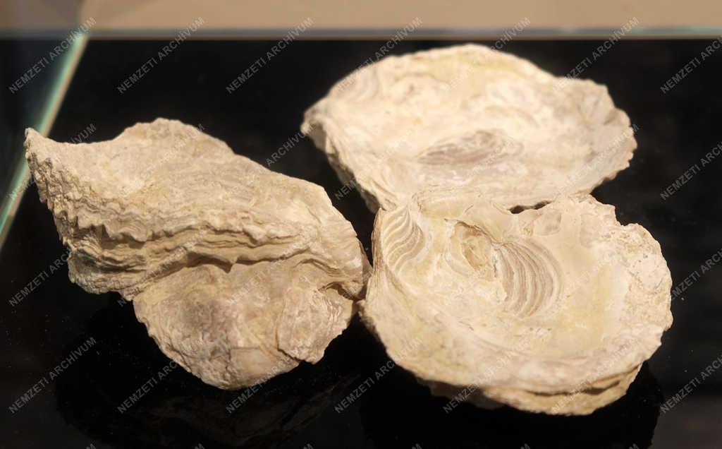 Természettudomány - Királyrét - Látogatóközpont