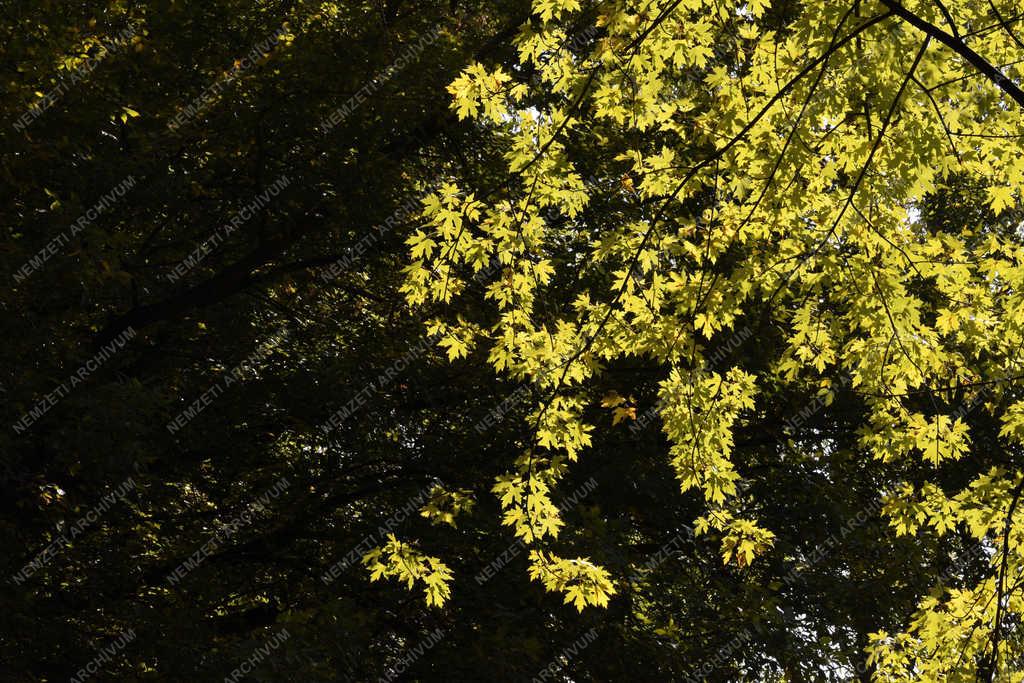 Természet - Budapest - Őszi Népliget 