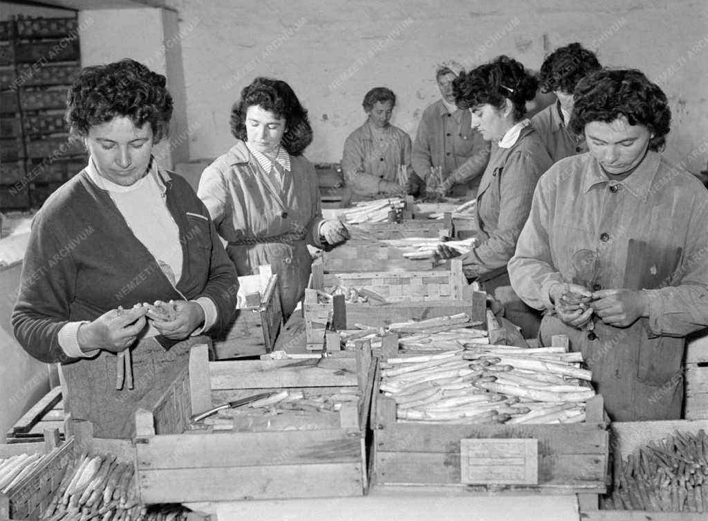 Mezőgazdaság - Spárga export