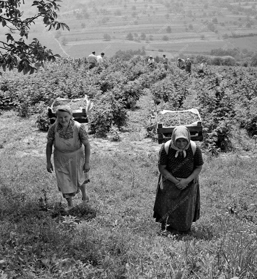 Mezőgazdaság - Málnaszedés a Dunakanyarban