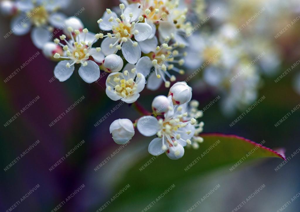 Természet - Kerti virág