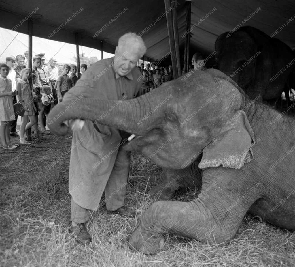 Cirkusz - Ötven év állatidomárként