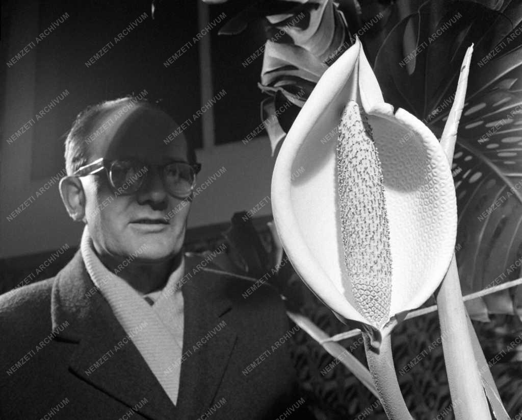 Növényvilág - Virágzik a filodendron az Ady Endre Művelődési Házban