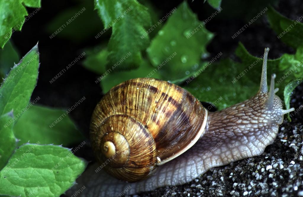 Természet - Állatvilág - Éticsiga