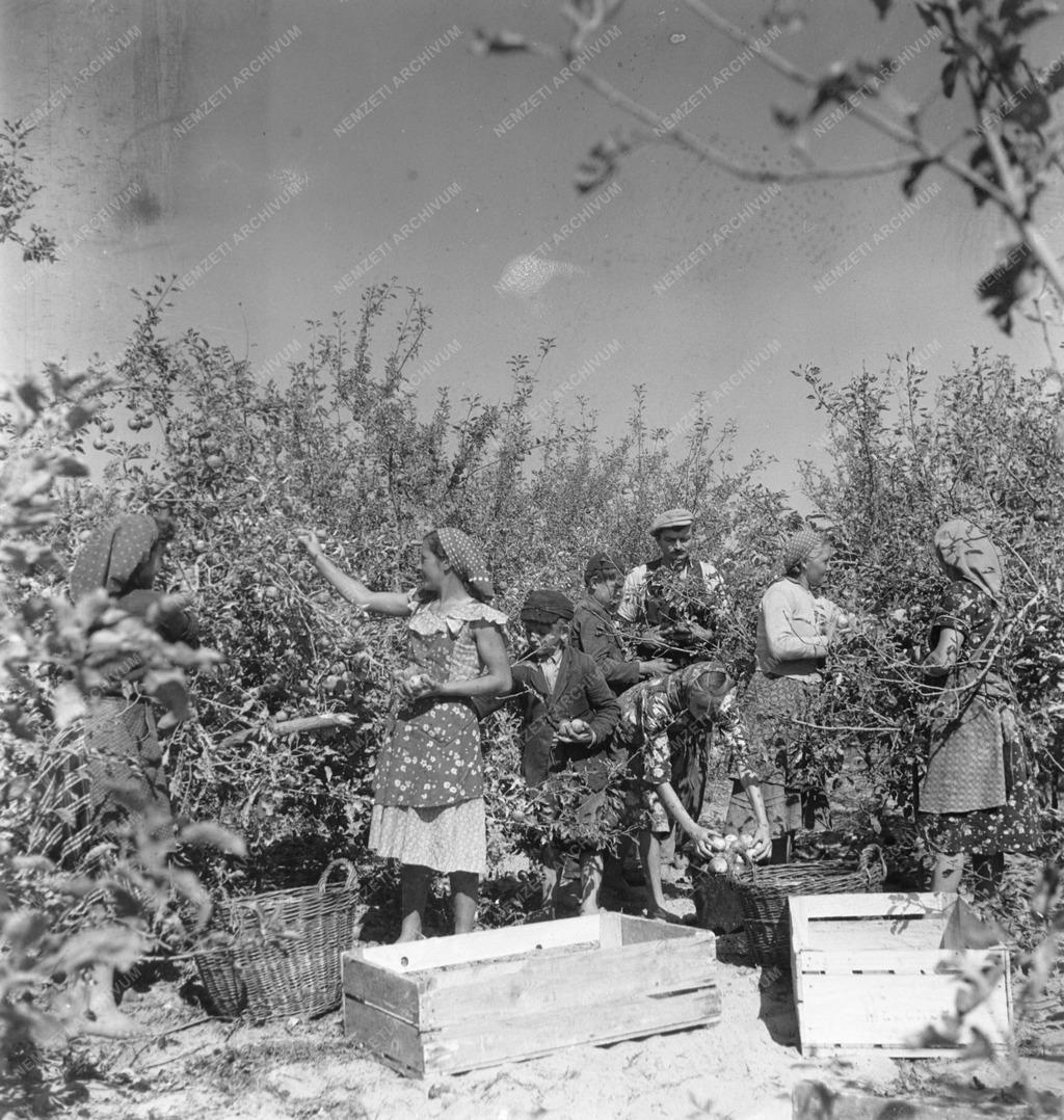 Mezőgazdaság - Almaszüret