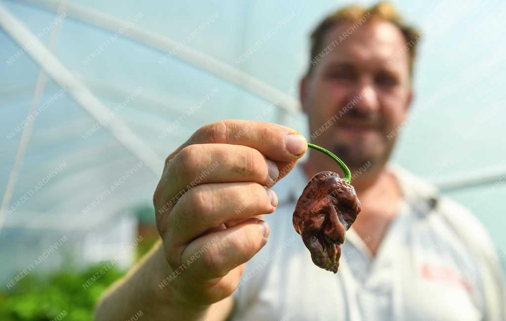 Élelmiszeripar - Tetétlen - Sárréti chilifarm