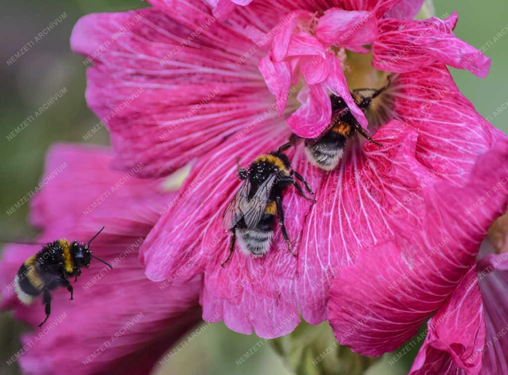 Természet - Budapest - Poszméh