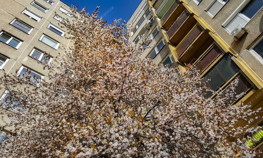Természet - Budapest - Tavasz a lakótelepen