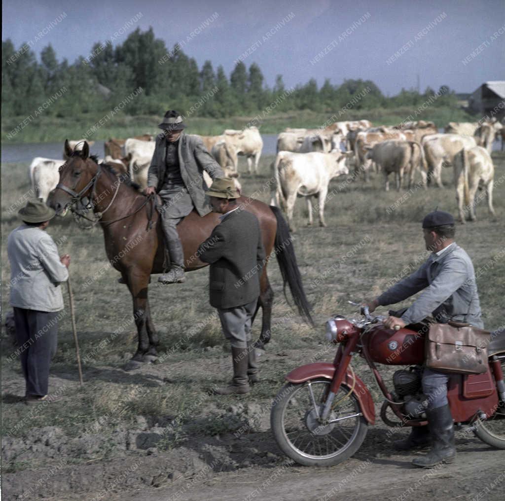Mezőgazdaság - Magyar tarka gulya a Hortobágyon