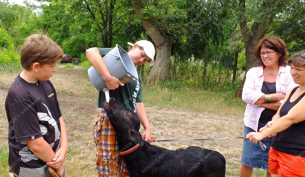 Állattenyésztés - Szob - Családi biogazdaság