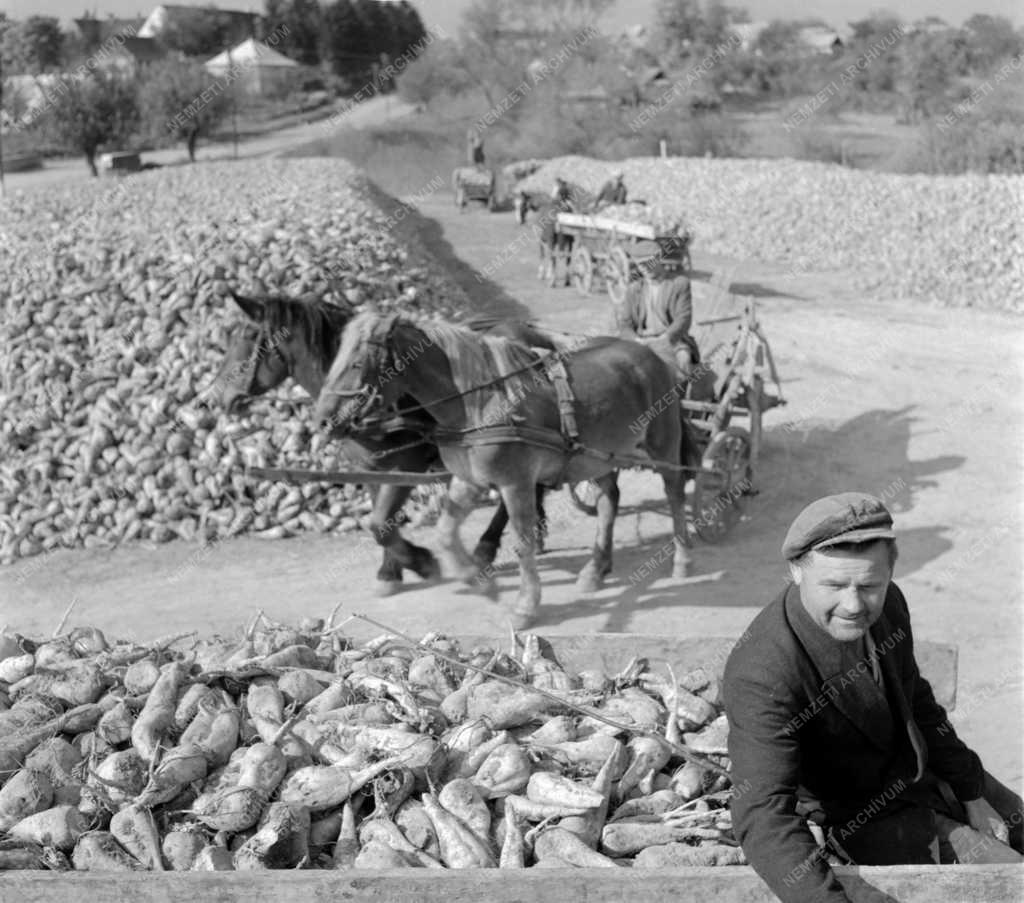 Mezőgazdaság - Igali Alkotmány Termelőszövetkezet
