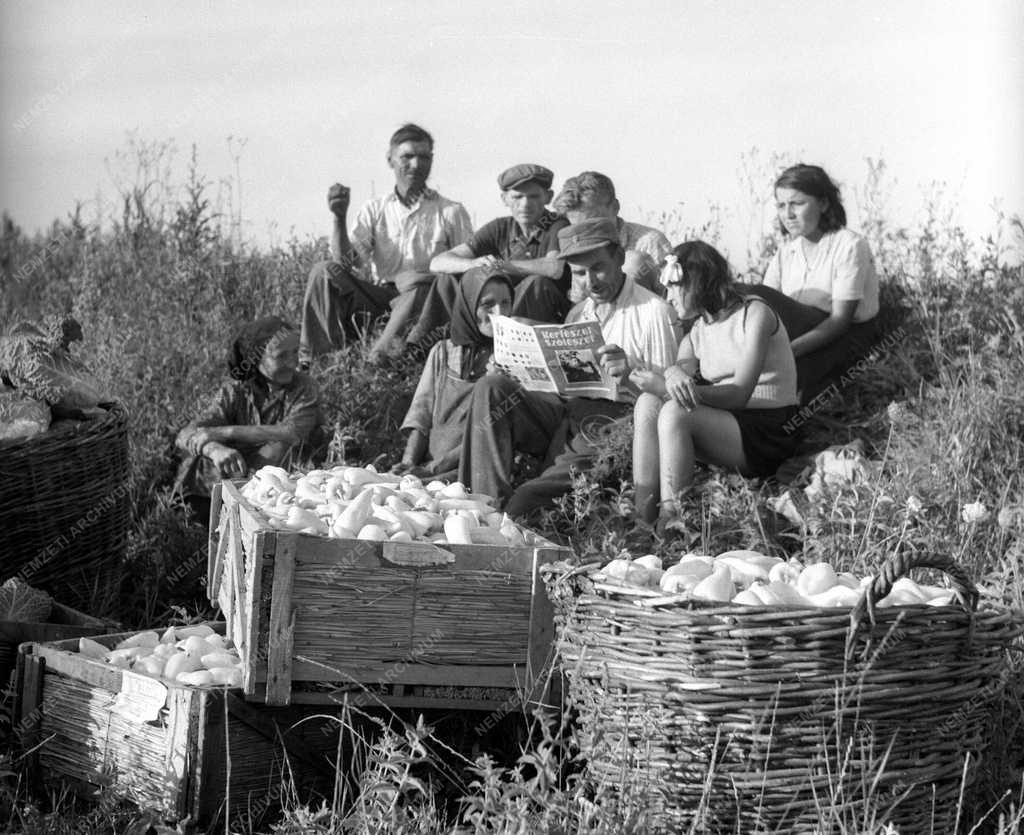 Gazdaság - Mezőgazdaság - Vörös Csillag Termelőszövetkezet
