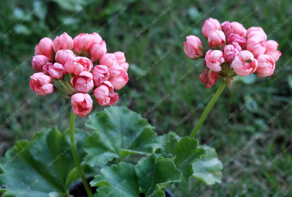 Természet - Zebegény - Tulipán muskátli