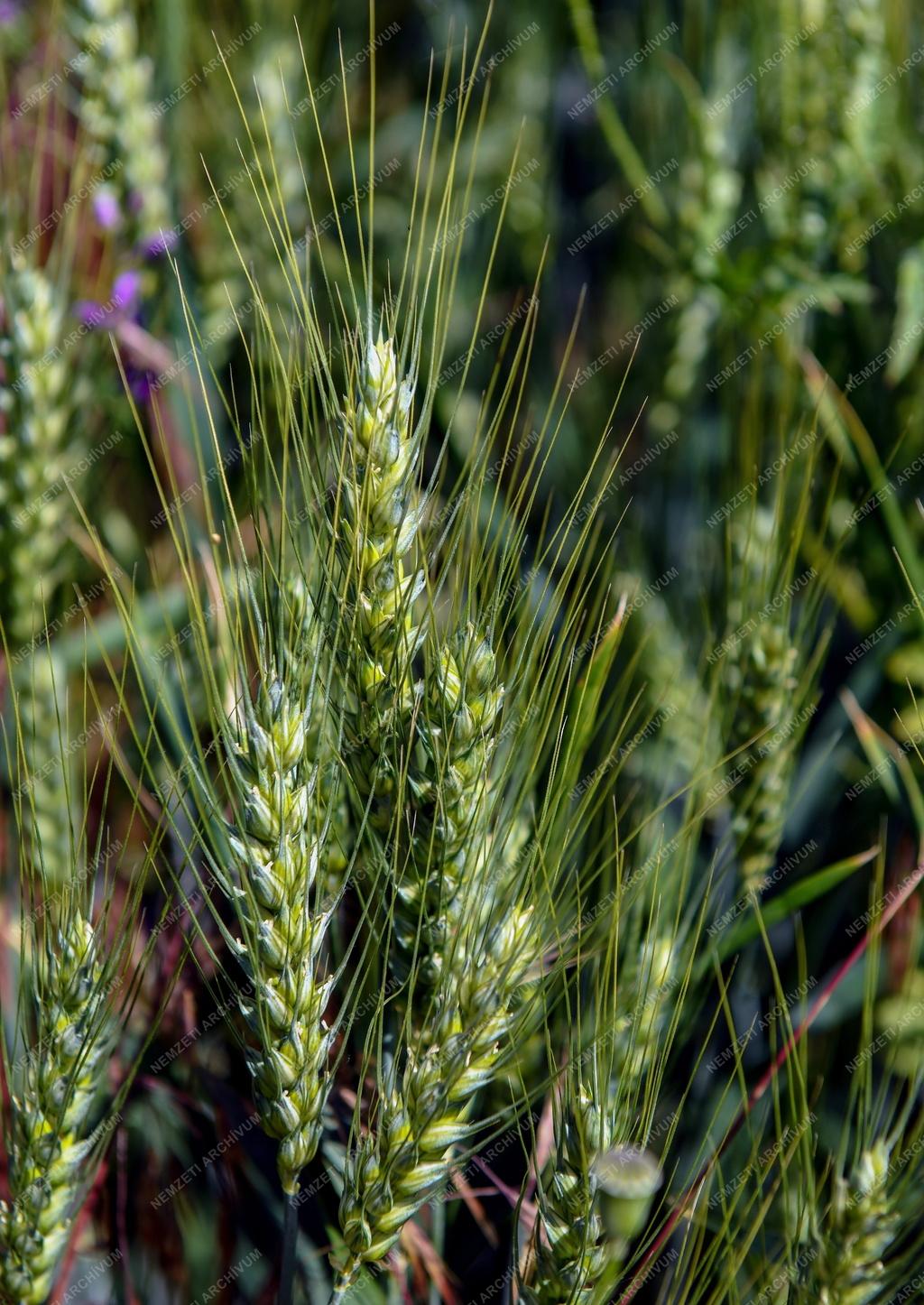 Mezőgazdaság - Érik a gabona Polgárnál