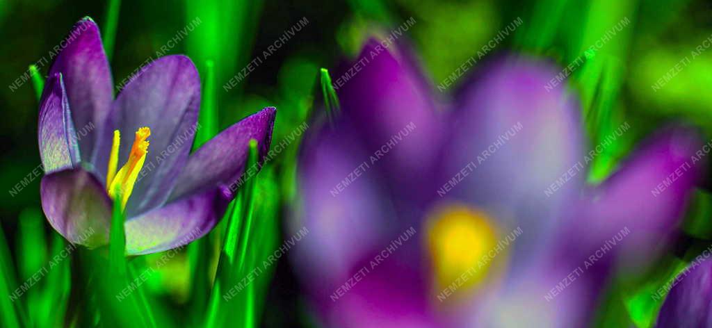 Természet -  Virágzó krókusz