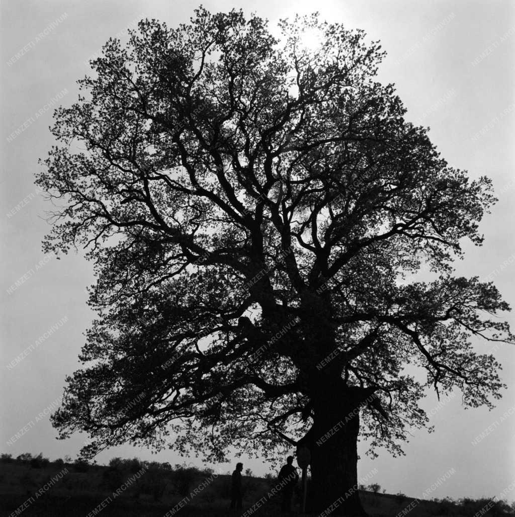 Természet - Kihajtott az őstölgy