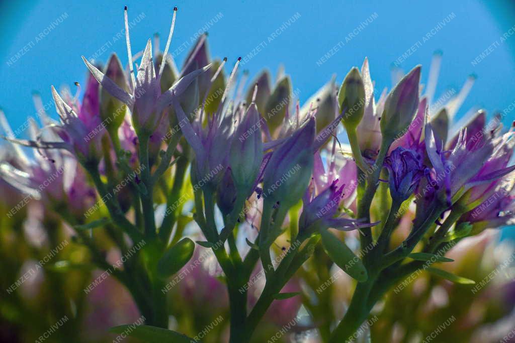 Természet - Virágzik a pompás varjúháj