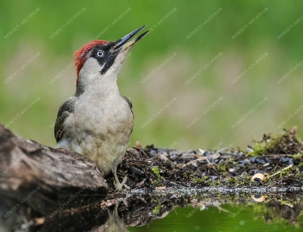 Természet - Tiszaalpár - Zöld küllő