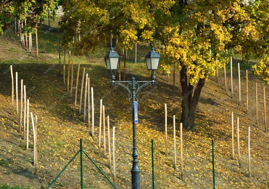 Budapest - Városkép - Szőlőtelepítési kísérlet a budai Várban