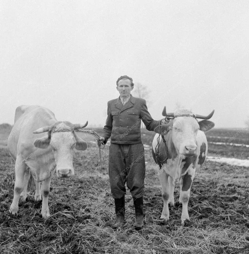 Mezőgazdaság - A Sarló-kalapács Tsz Ivándárdán