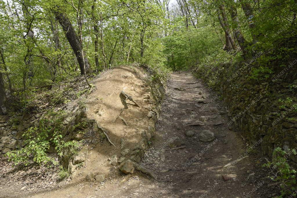 Természet - Szabadidő - Pilisi parkerdő Hűvösvölgynél