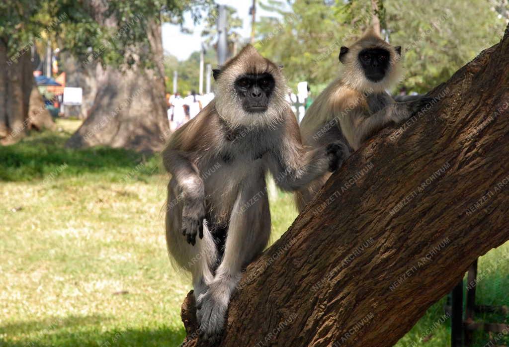 Srí Lanka - Anuradhapura - Szürke langúr majmok