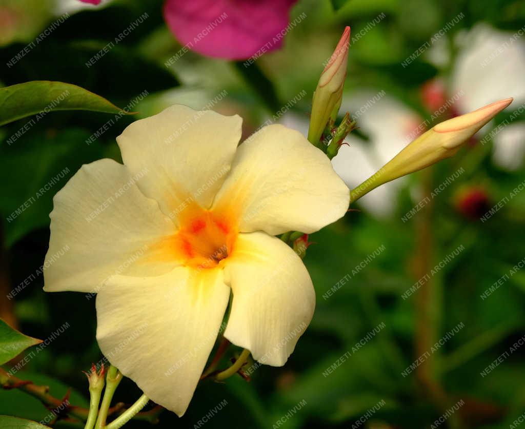 Természet - Verőce - Tölcsérjázmin 