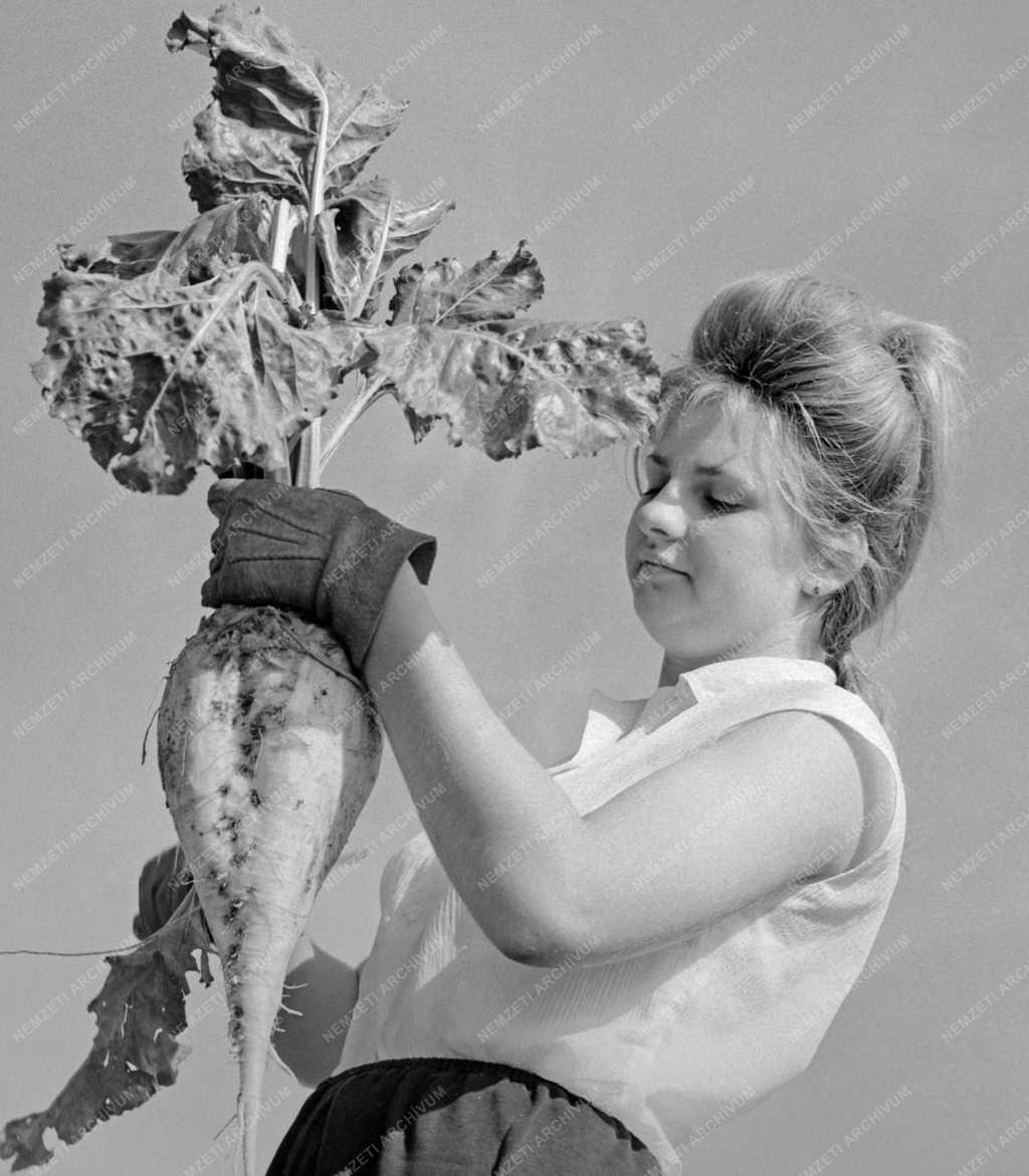Mezőgazdaság - Egyetemisták segítik a munkát a Gödöllői Agrártudományi Egyetem nagygombosi gazdaságában