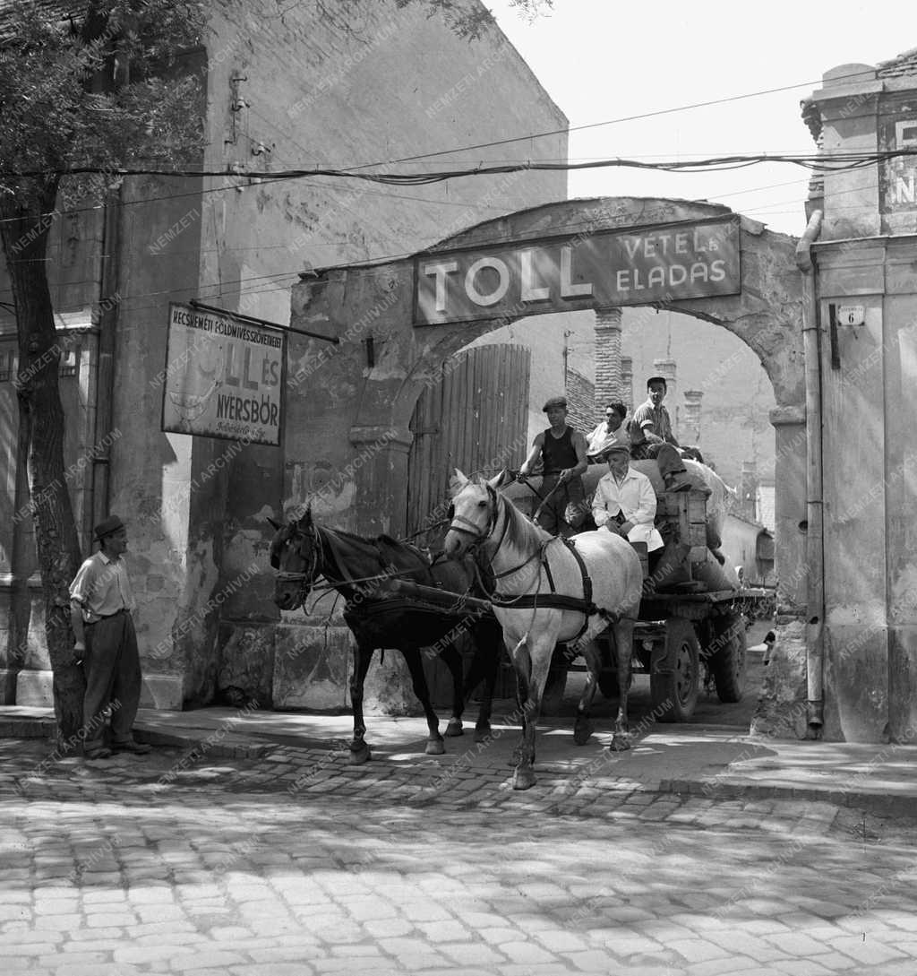 Gazdaság - Gazdasági szervezet - Tollfelvásárlás Kecskeméten