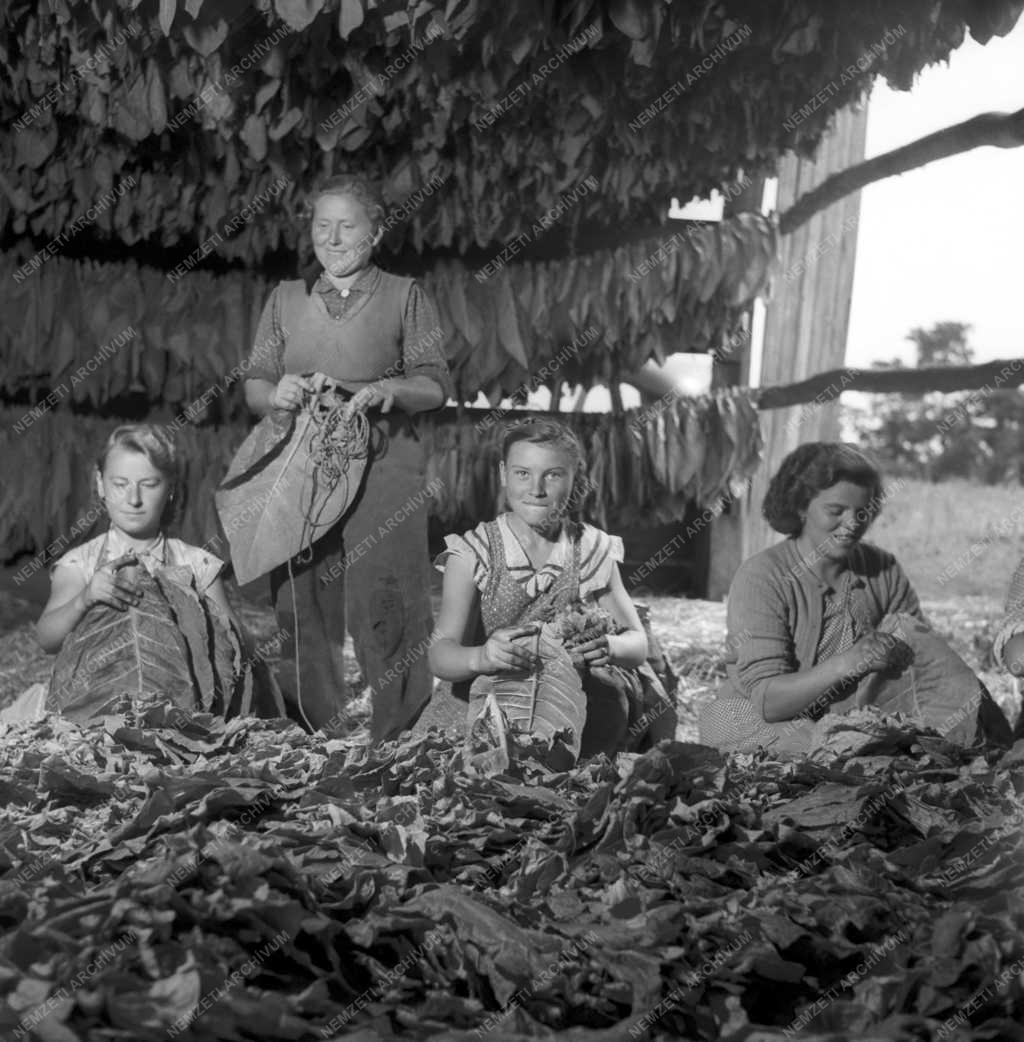Mezőgazdaság - A székelyi Békéért harcoló Termelőszövetkezet