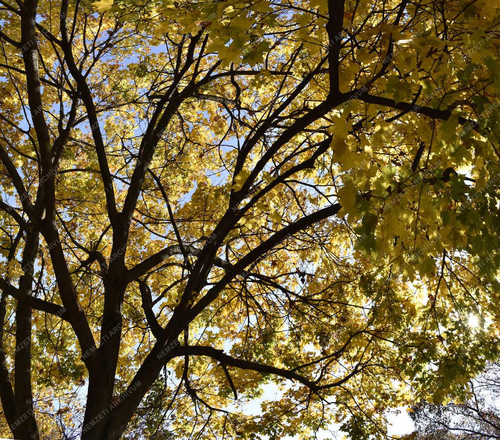 Természet - Budapest - Ősz a Népligetben